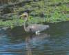 atriheron27_small.jpg