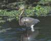 atriheron28_small.jpg