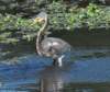 atriheron29_small.jpg