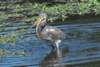 atriheron30_small.jpg