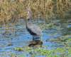 atriheron35_small.jpg