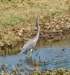 atriheron51_small.jpg