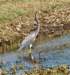 atriheron52_small.jpg
