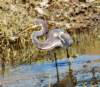 atriheron53_small.jpg