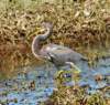 atriheron58_small.jpg