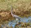 atriheron59_small.jpg