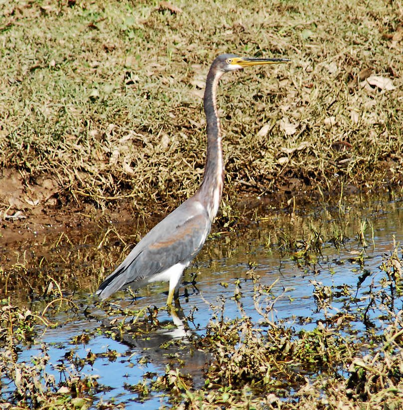 atriheron62.jpg