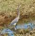 atriheron62_small.jpg