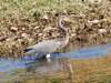 atriheron66_small.jpg