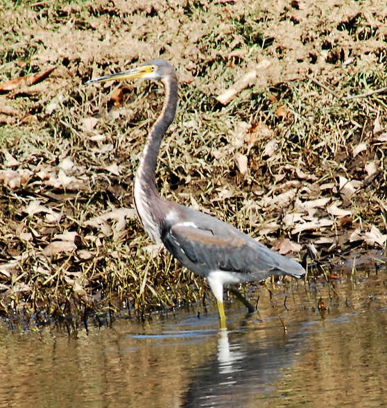 atriheron70.jpg