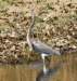 atriheron70_small.jpg