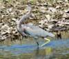 atriheron77_small.jpg