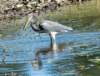 atriheron80_small.jpg