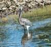 atriheron81_small.jpg