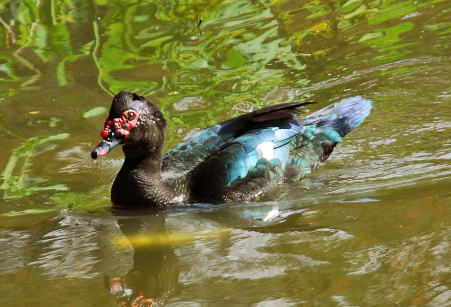 aduck14.jpg