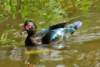 aduck14_small.jpg