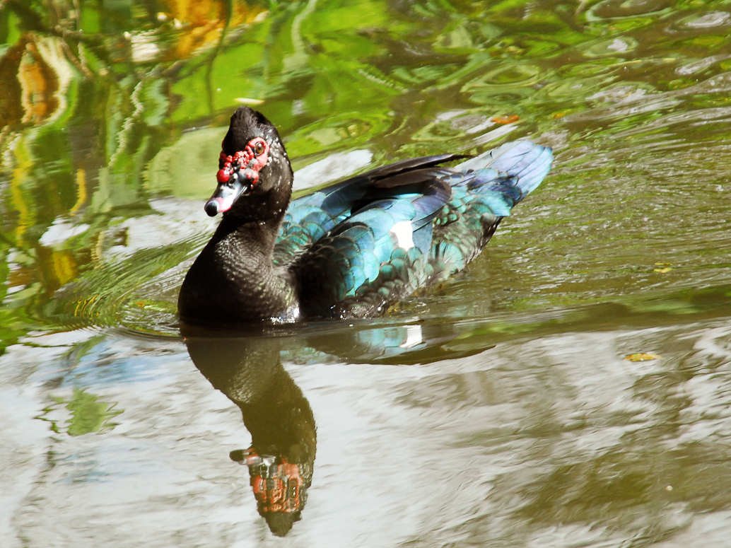 aduck15.jpg