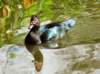 aduck15_small.jpg