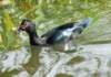aduck16_small.jpg
