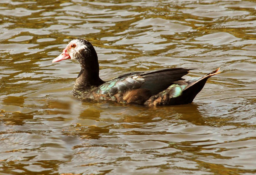 aduck34.jpg