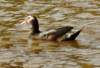aduck34_small.jpg