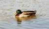 aduck60g_small.jpg