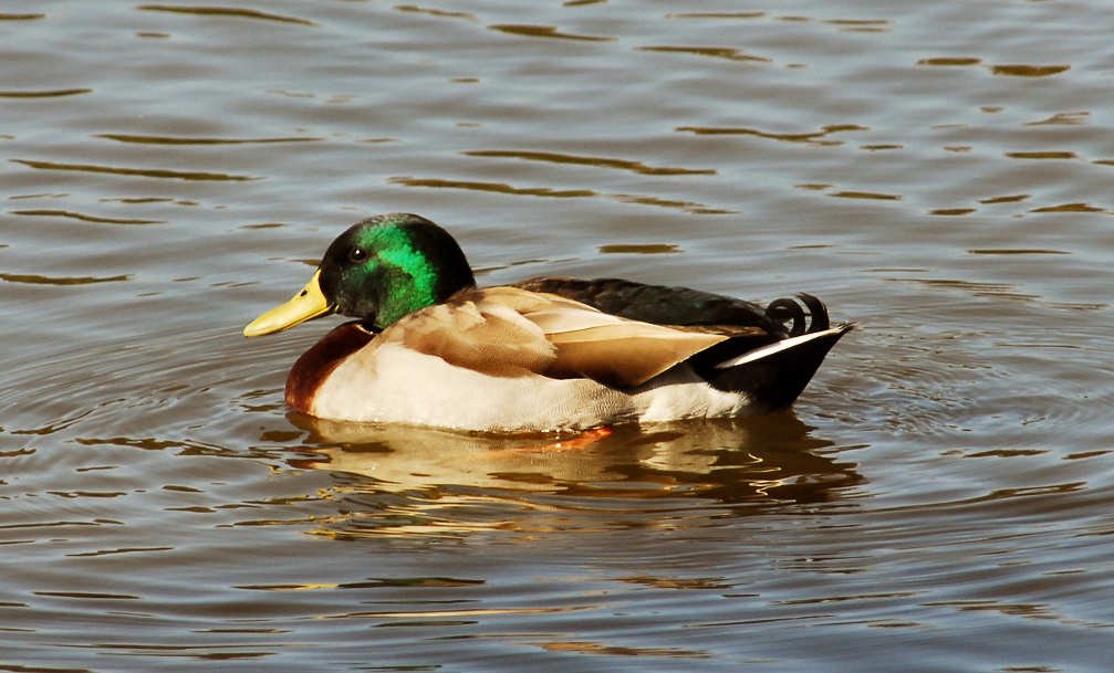 aduck61g.jpg