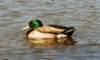 aduck61g_small.jpg