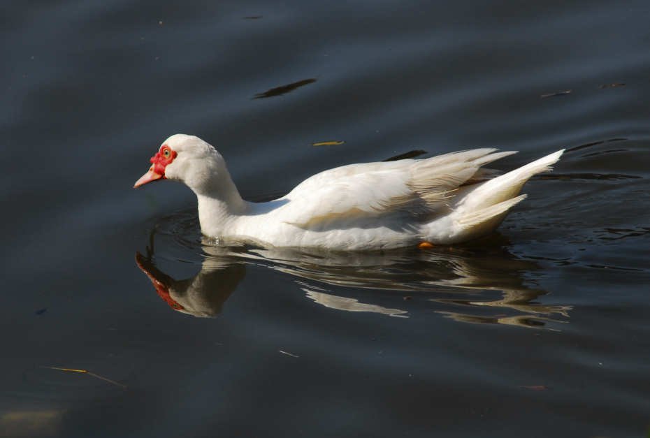 aduck72g.jpg