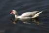 aduck72g_small.jpg