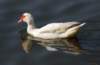 aduck73g_small.jpg