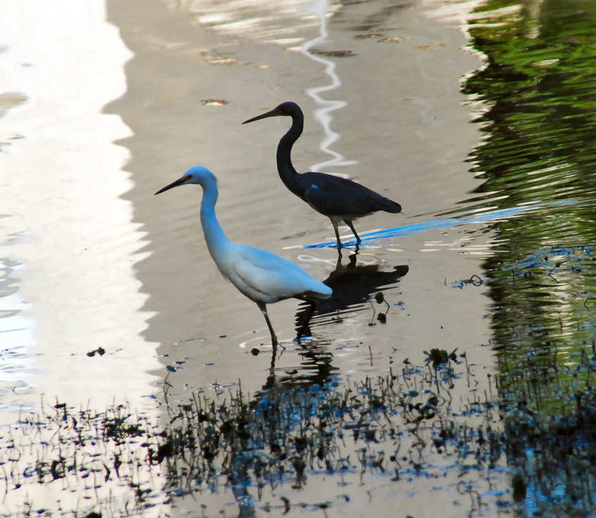 aegrettriheron83.jpg