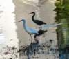 aegrettriheron83_small.jpg
