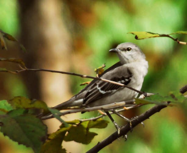 amockbird108.jpg