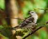 amockbird108_small.jpg