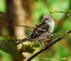 amockbird109_small.jpg