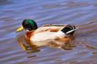 aduck106_small.jpg