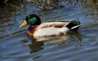 aduck107_small.jpg