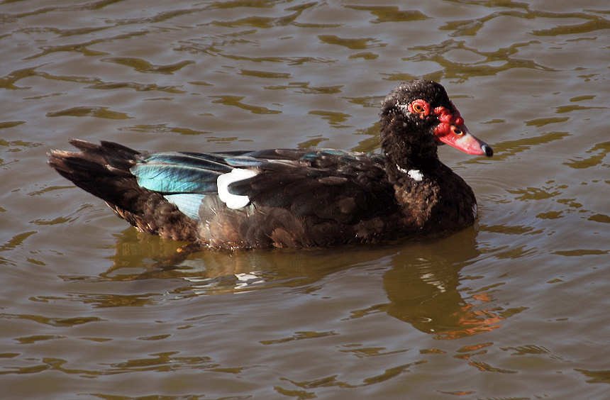 aduck76.jpg