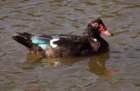 aduck76_small.jpg