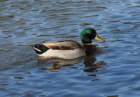 aduck94_small.jpg