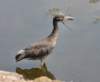 aheron104g_small.jpg