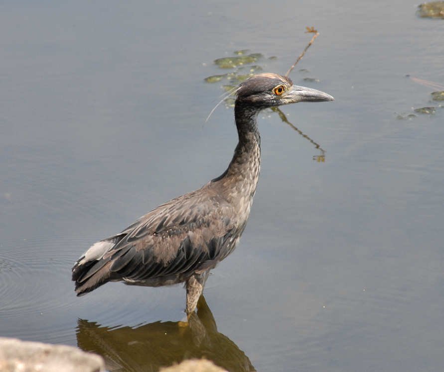 aheron105.jpg