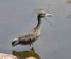 aheron105_small.jpg