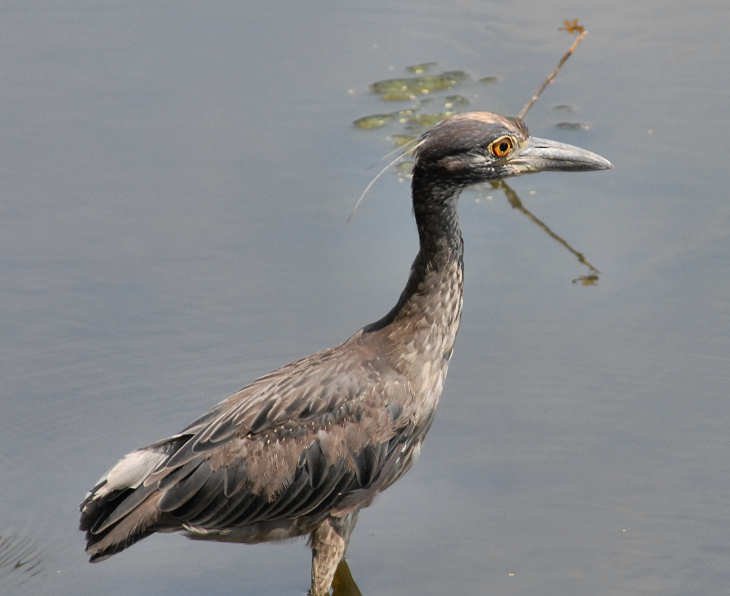 aheron106.jpg