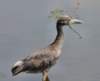 aheron106_small.jpg