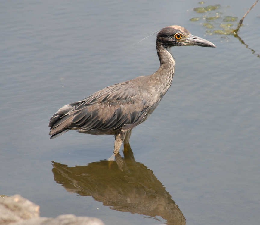 aheron110.jpg