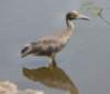 aheron110_small.jpg
