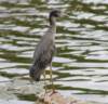 aheron121_small.jpg