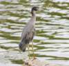 aheron121curves_small.jpg